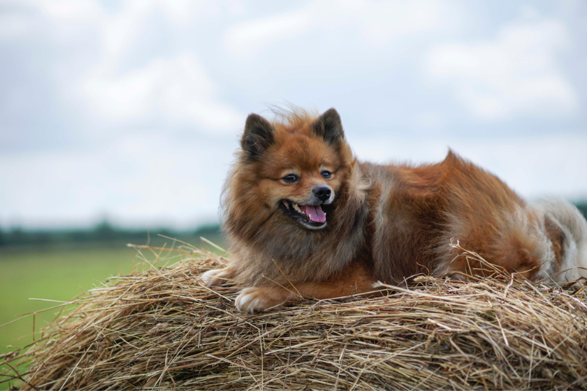 seasonal allergies in dogs