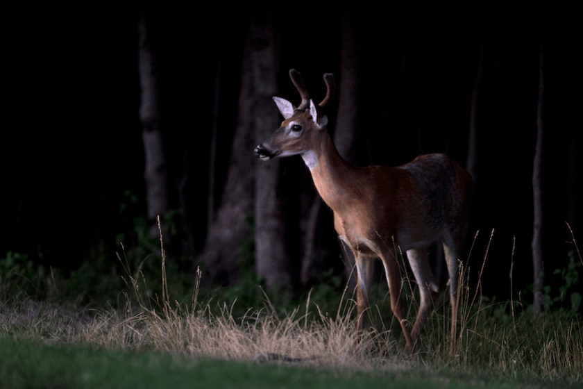 rut hunting