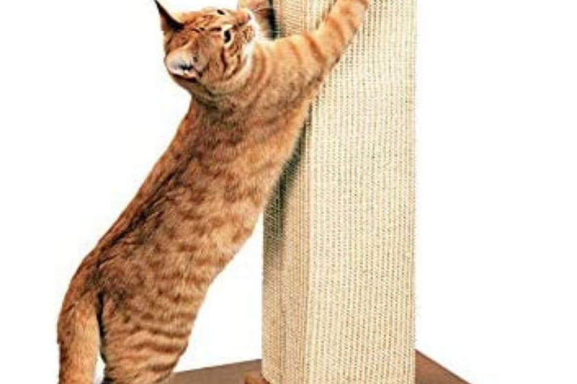 best cat scratchers