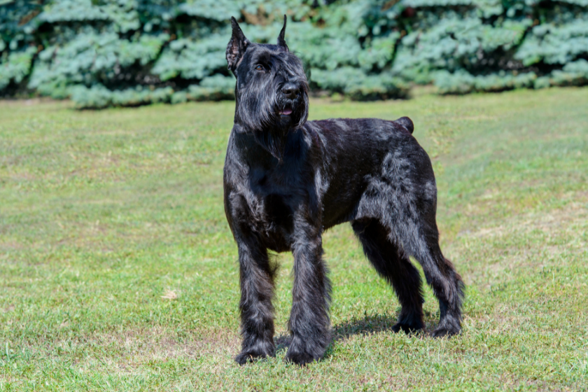 Giant Schnauzer stands in grass