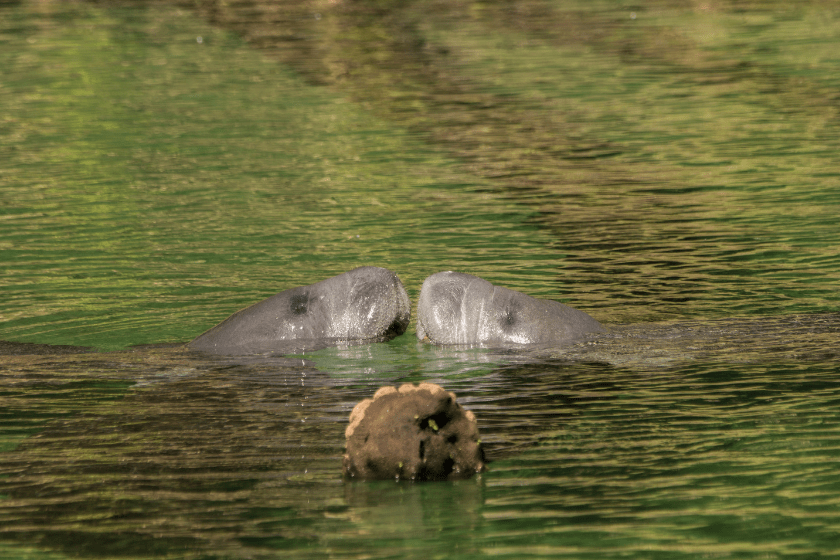 Wild Manatees "kiss" above water in Blue Springs State Park in Central Florida USA near Orlando