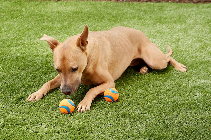 stocking stuffers for pets