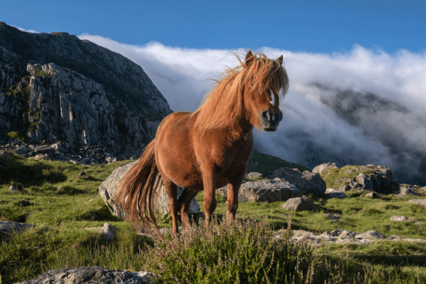 Wild Welsh Pony in Cwm Idwal backed by The Glyderau Mountains in Snowdonia