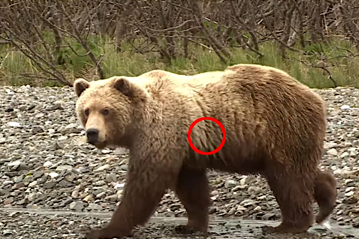 Alaskan Brown Bear Bowhunt