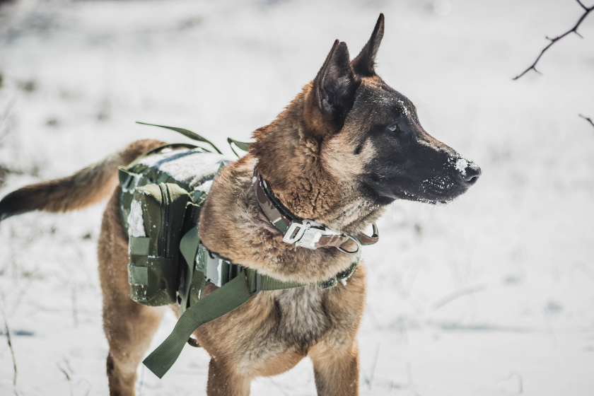 belgian malinois stands in the snow