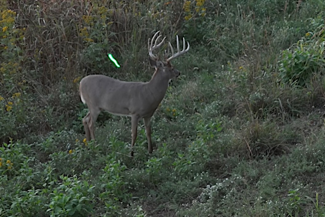 Big Buck Heart Shot