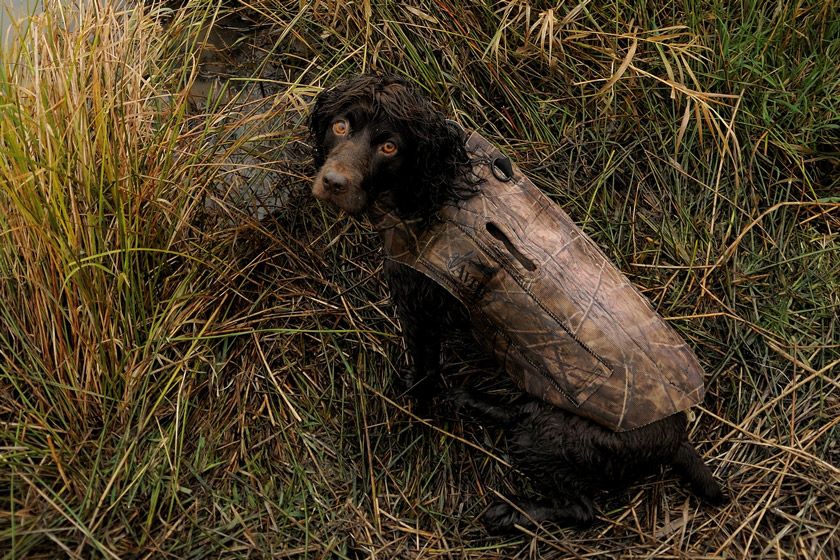 hunting dog breeds