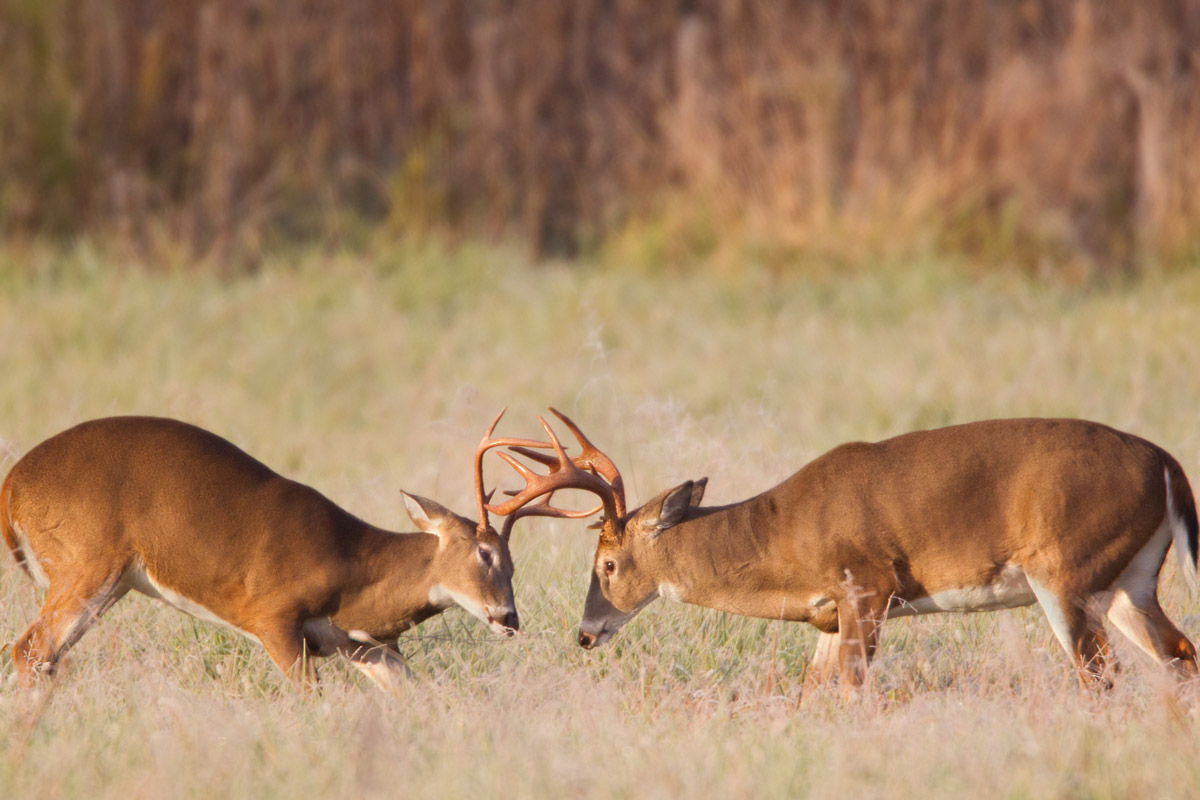 rut hunting