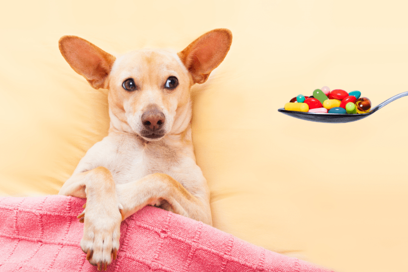 DIY Pet Pill Pockets Effective Medicine Hacks For Picky Pets Wide