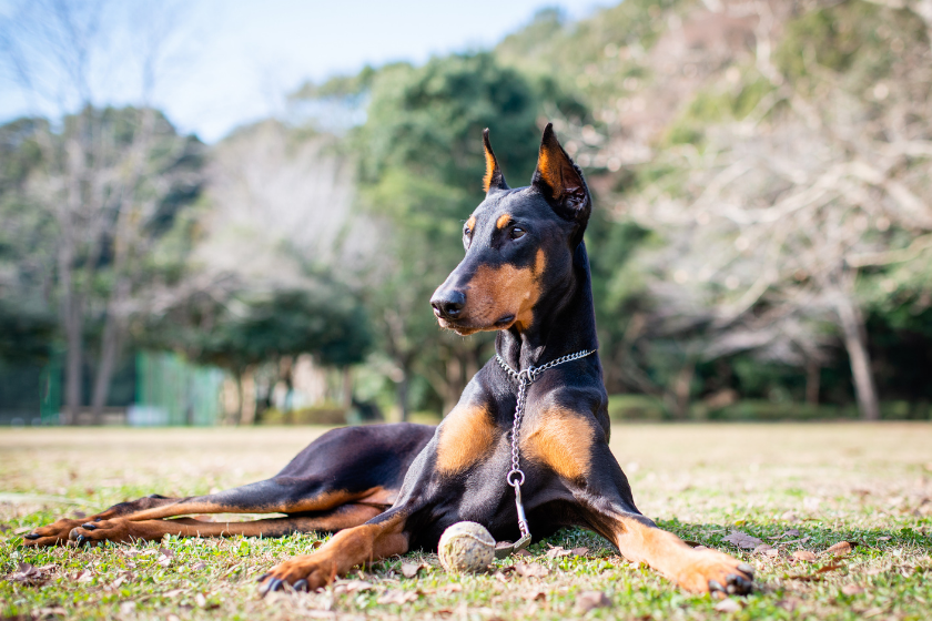 doberman lays in the grass