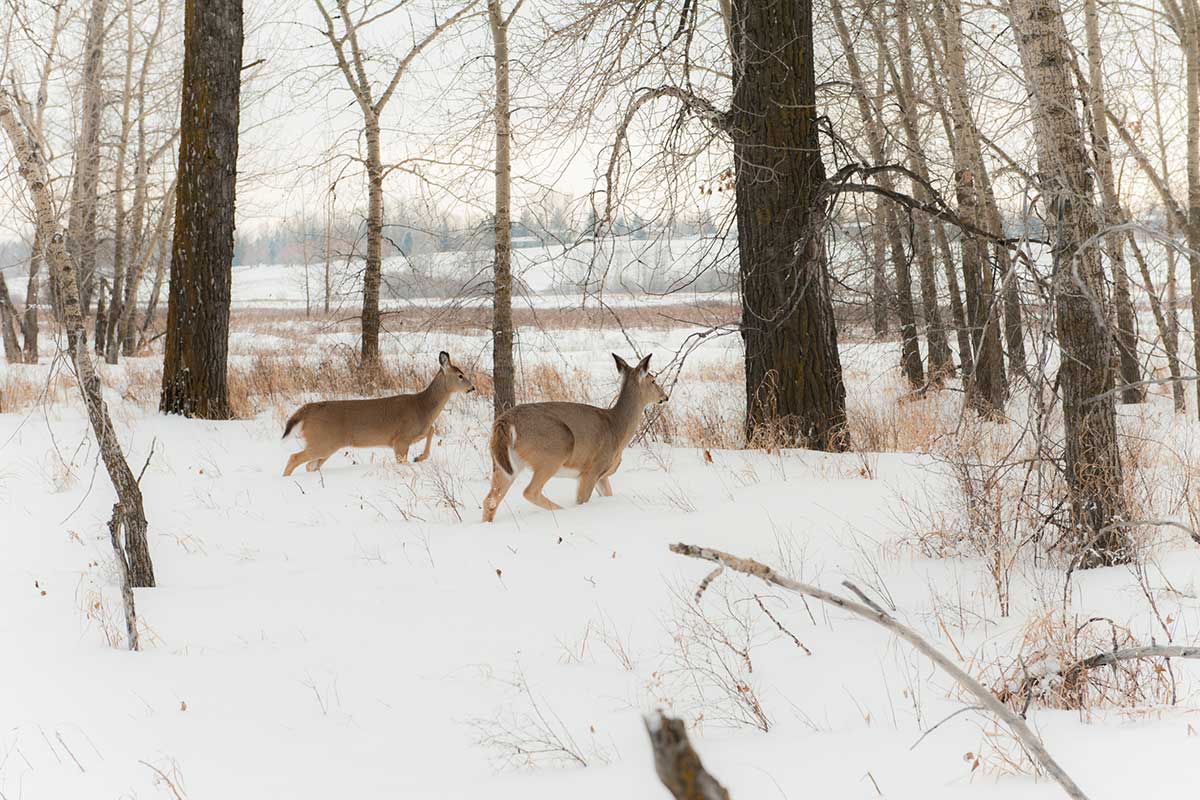 Antlerless Deer Tags