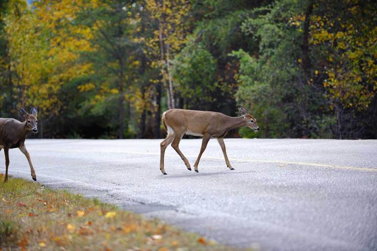 Deer vs. Vehicle Highway Crash in Minnesota Ends in Large Fire Wide