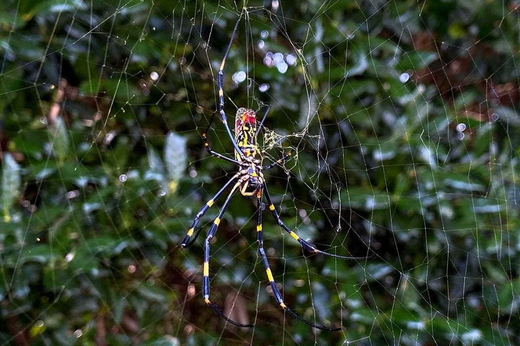 Joro Spider