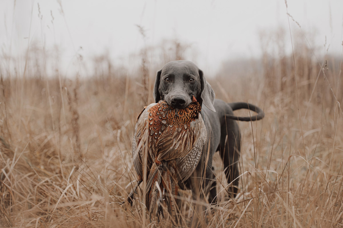 what is a good pheasant hunting dog