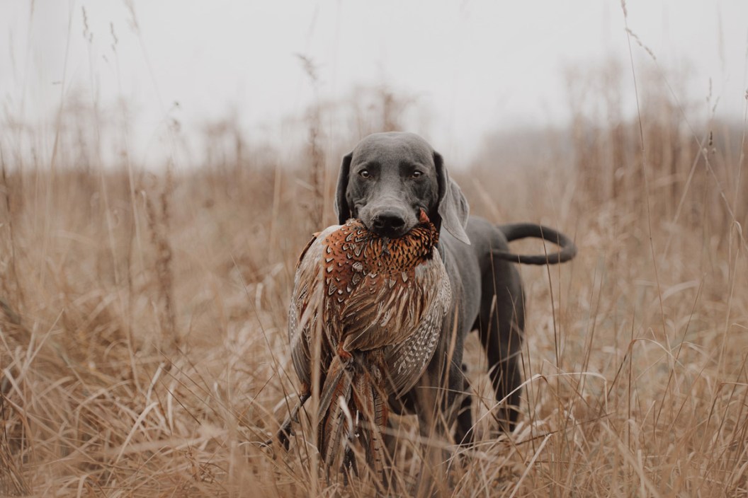 The Top Shed Hunting Dog Breeds That Will Find You Dropped Antlers ...