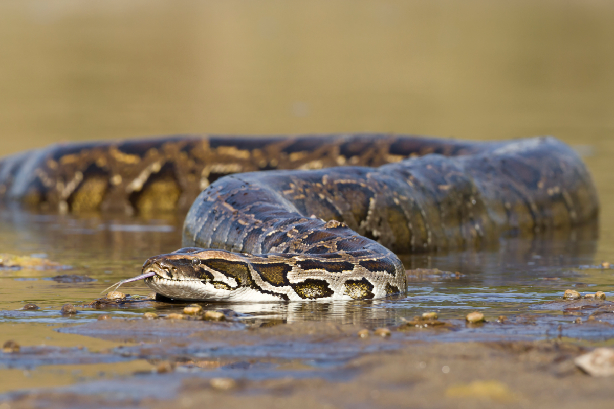 Invasive Species in Florida