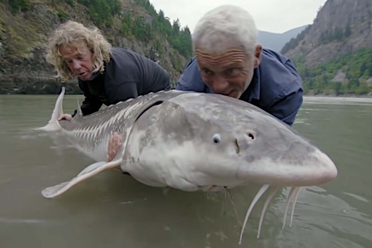 Jeremy Wade Nearly Gets OutMuscled By a 140Pound White Sturgeon