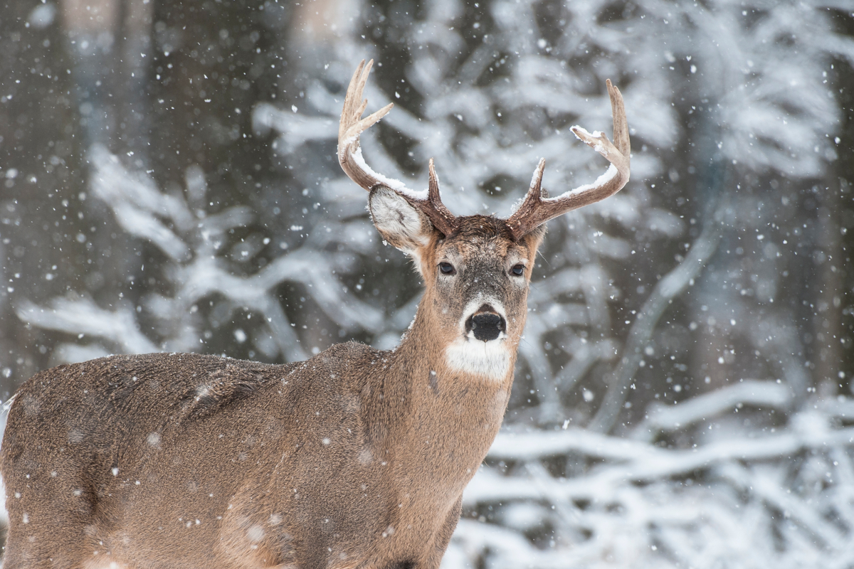 Late Season Deer Hunting