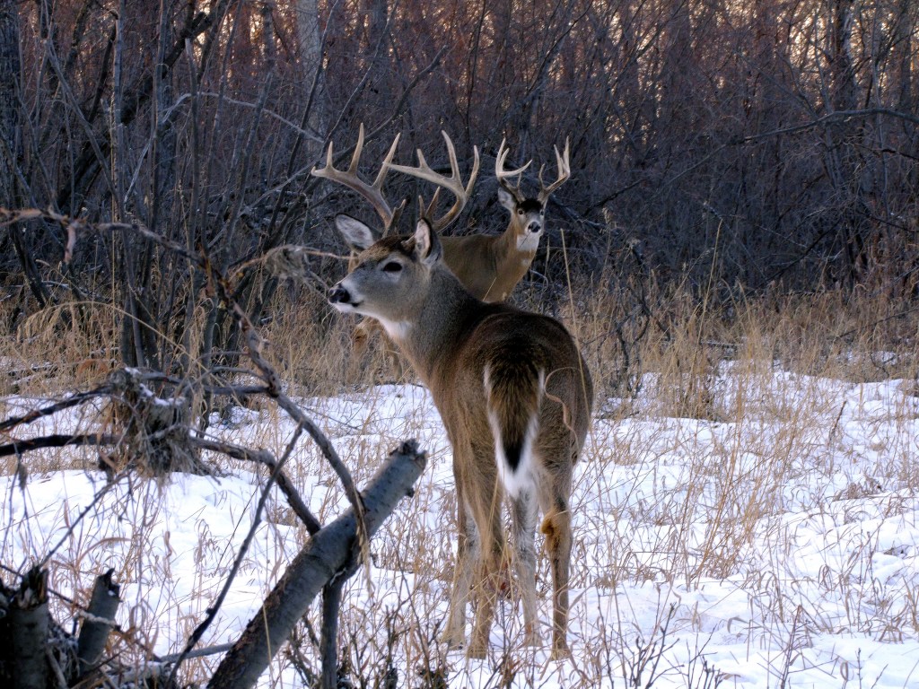 Late Season Deer Hunting