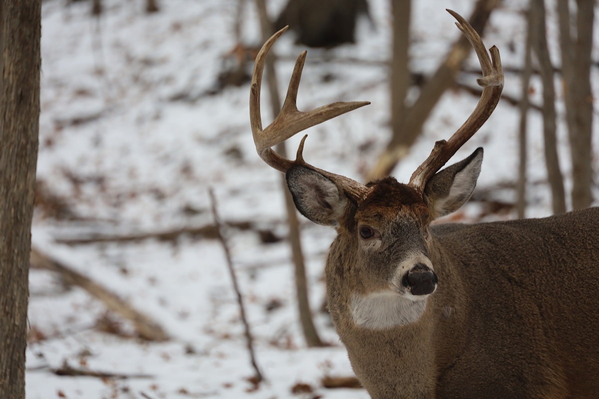 Late Season Deer Hunting Michigan