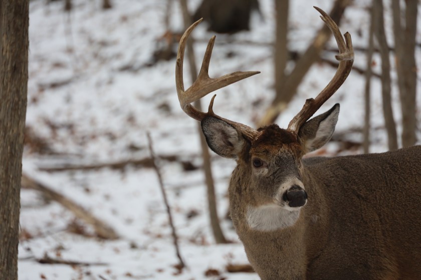 Late Season Deer Hunting Michigan How to Fill Your Freezer at the Last