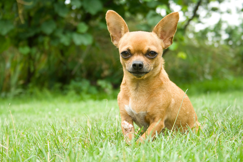 Chihuahua sits in the grass