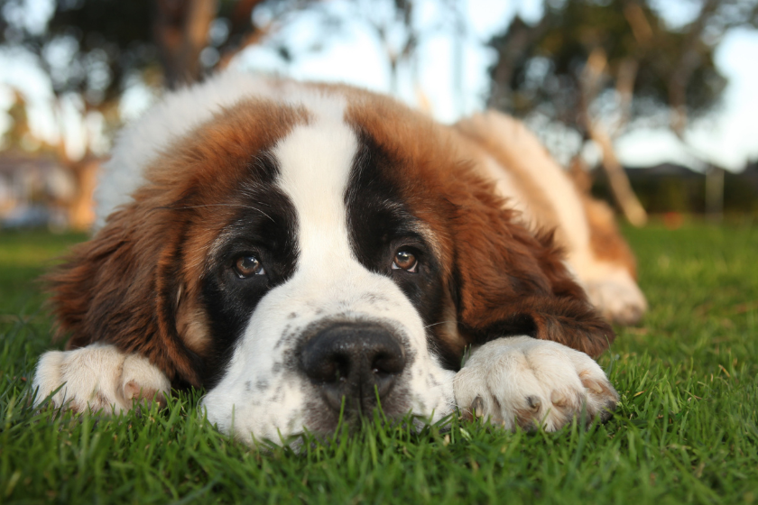 St. Bernard lays in the grass