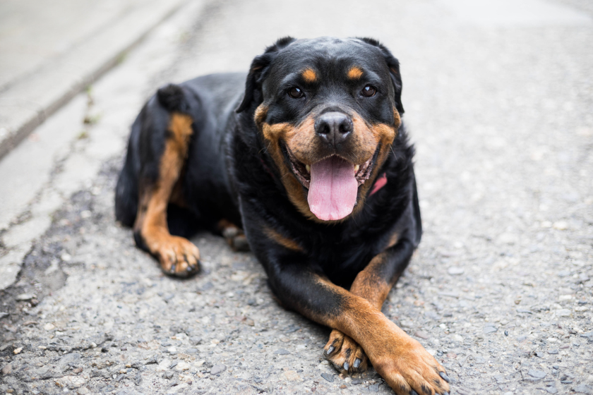 Rottweiler lays on the ground