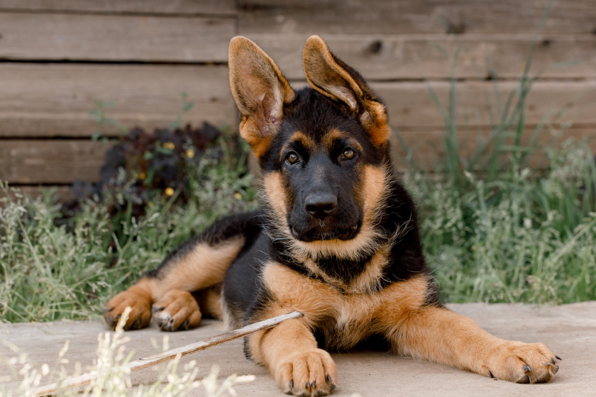 German shepherd sits on the cement