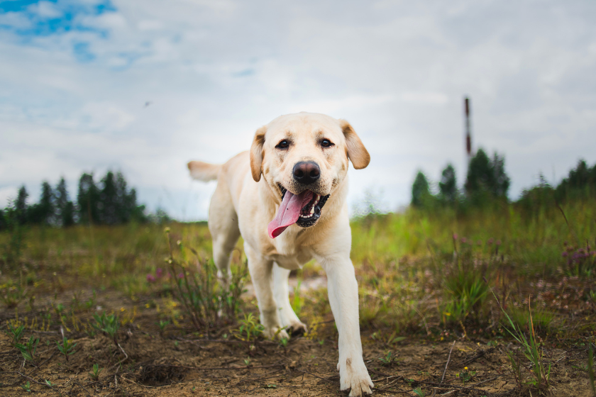 labrador running through a field