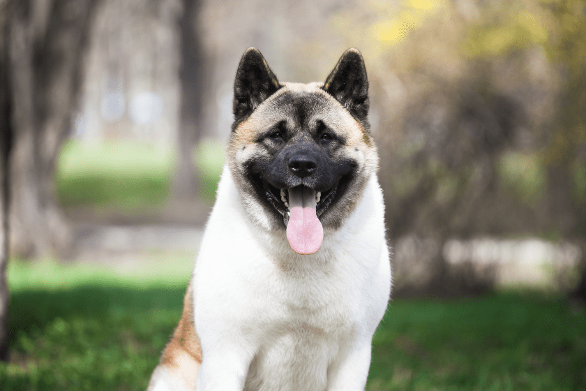 Akita dog 