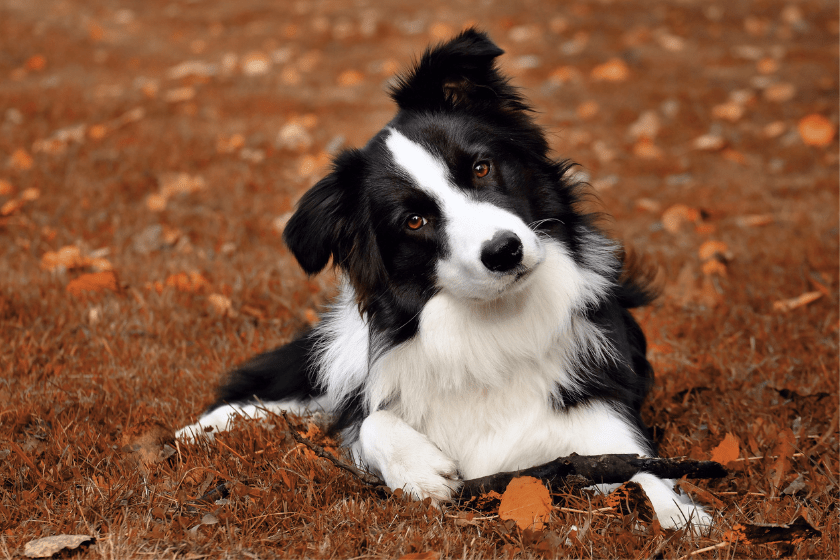 border collie sits in the leaves