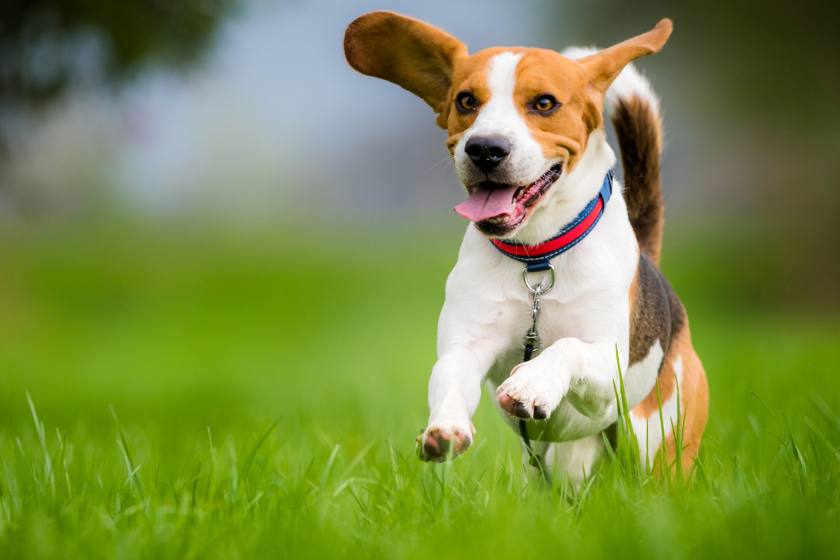 Beagle runs through the field