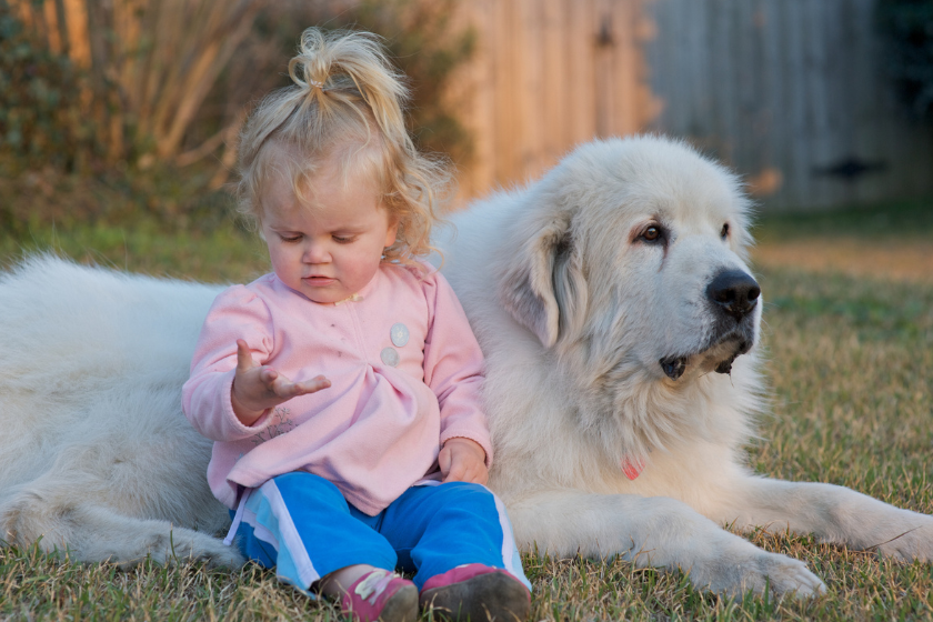 toddler and pyrenees sit together