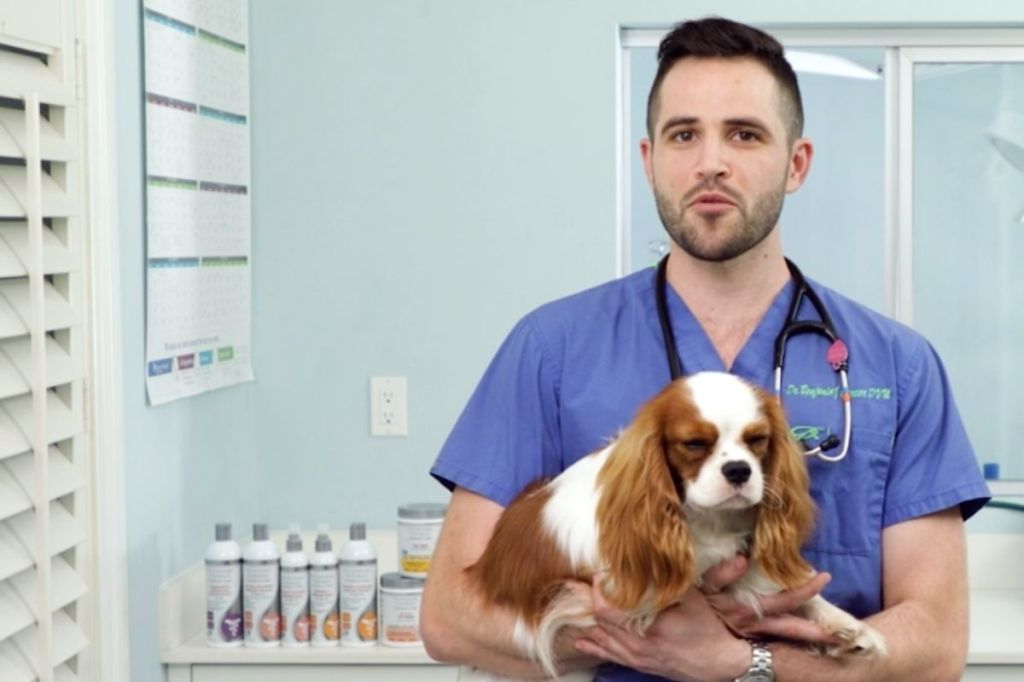 9 Medicated Dog Shampoo for Itchy Skin Has 40,000+ Amazon Ratings