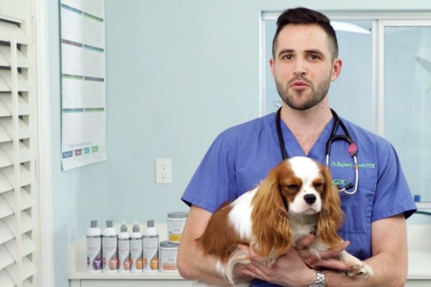 9 Medicated Dog Shampoo for Itchy Skin Has 40,000+ Amazon Ratings