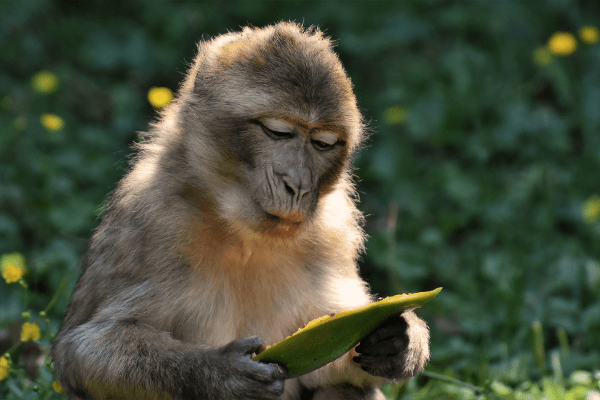 monkey looks at a leaf