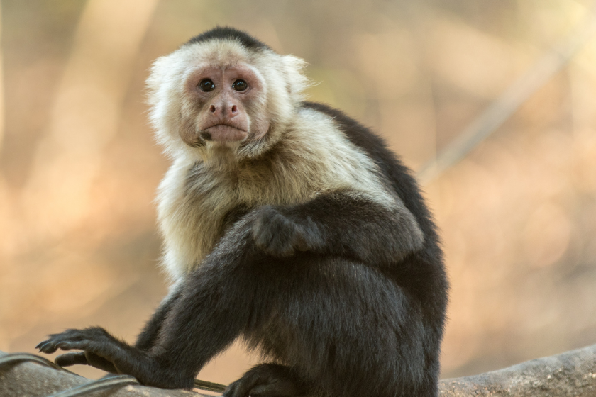 monkey sits on a branch