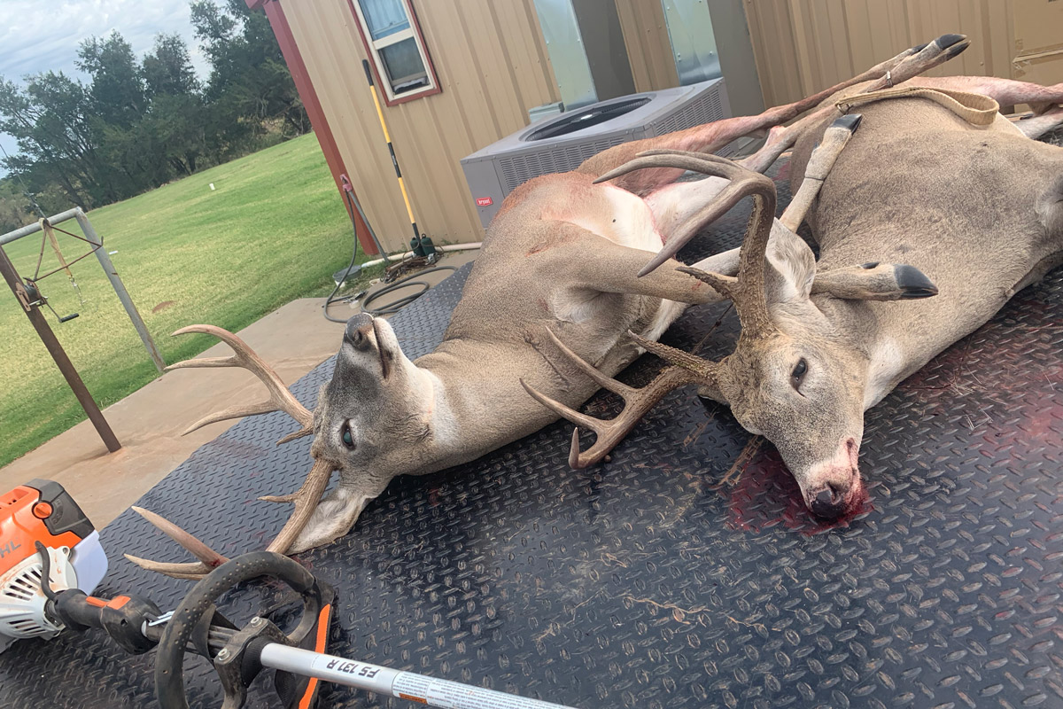 Oklahoma whitetail