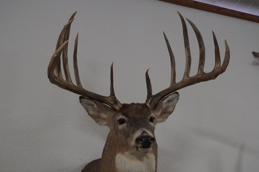 Potential world record deer antlers could be worth $100,000