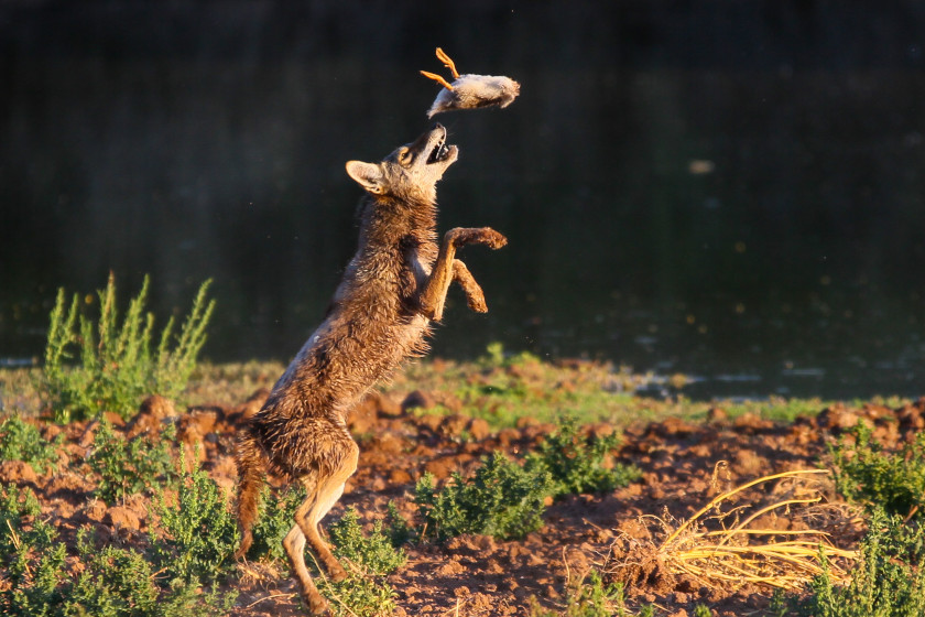 A coyote hunting a small mammal to eat.