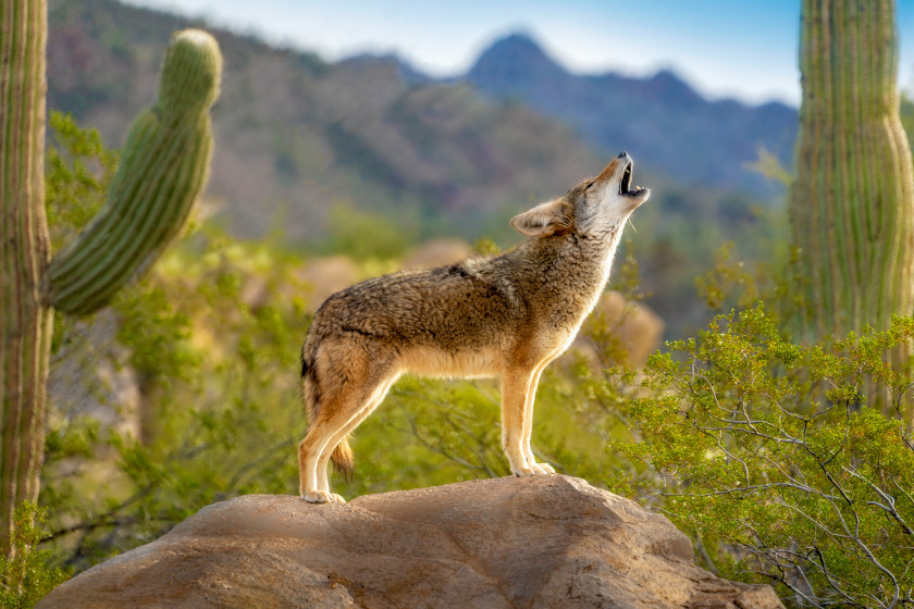 A coyote in the desert, howling.