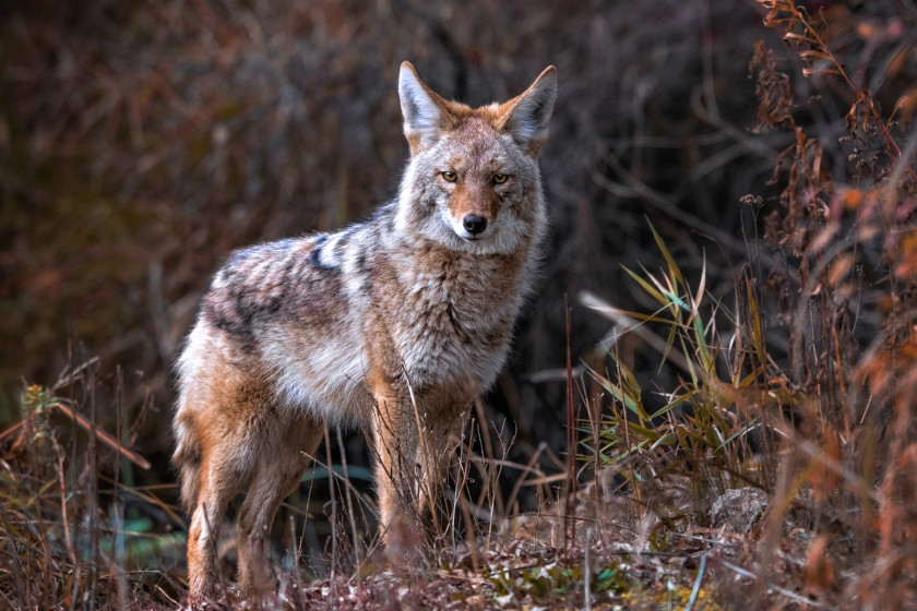 A coyote standing in the forest, alone.
