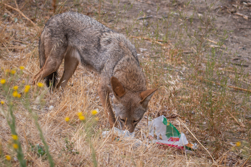 What Do Coyotes Eat? Human Trash.