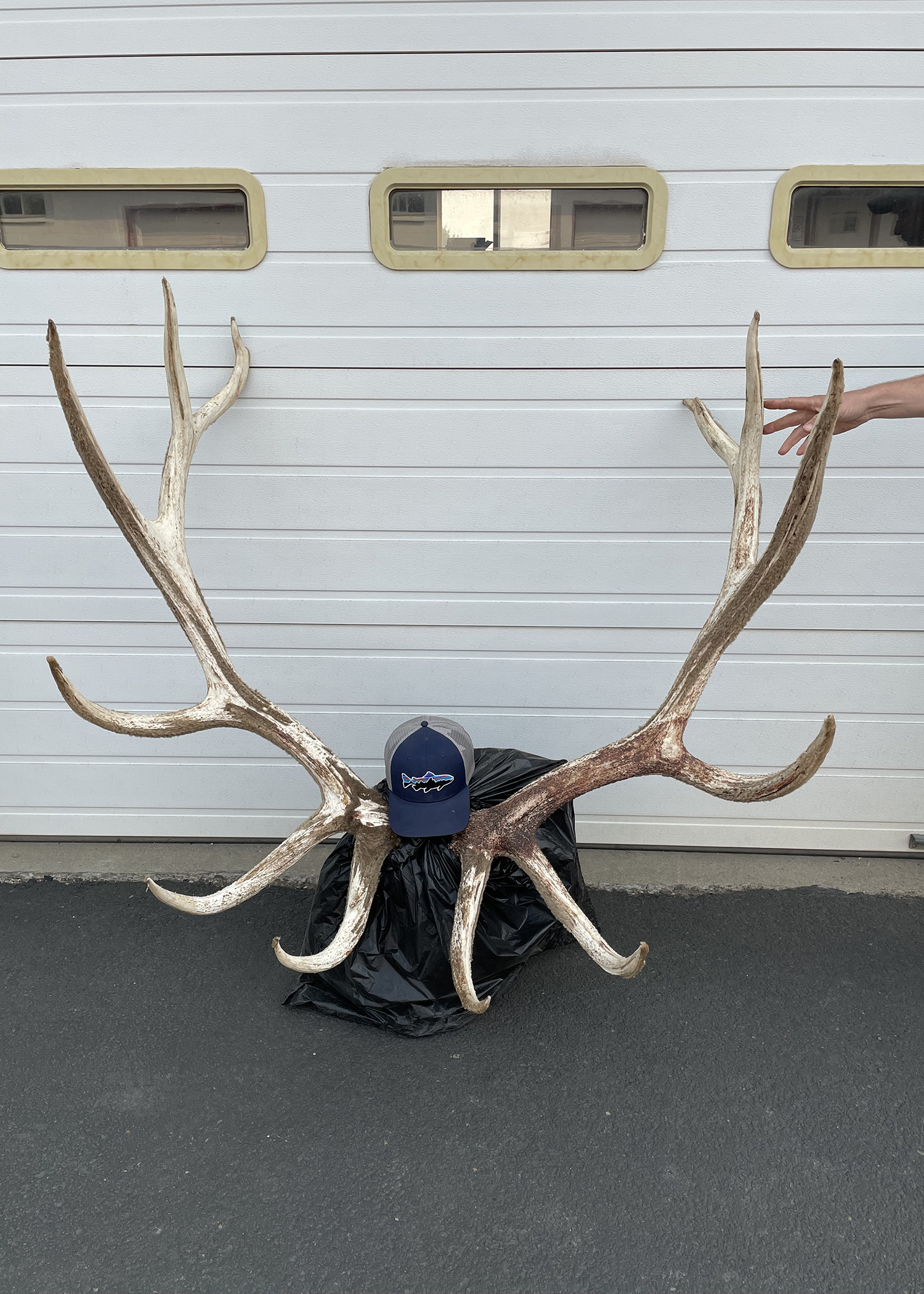 Record Bull Elk