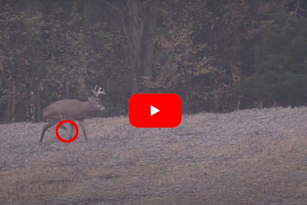 3 Legged Deer