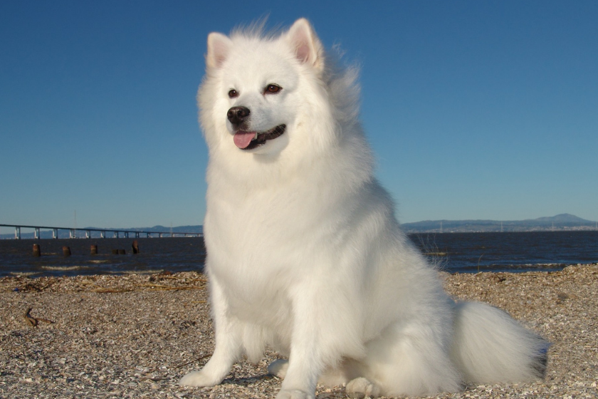 American Eskimo Dog 