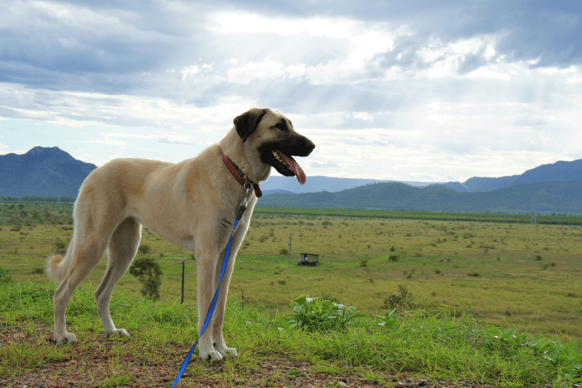 Anatolian Shepherd