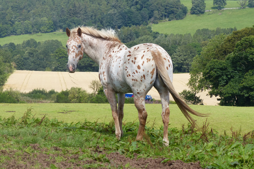 Appaloosa horse in field