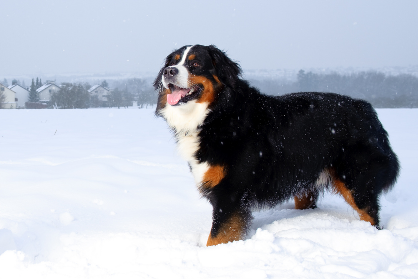 Bernese Mountain Dog